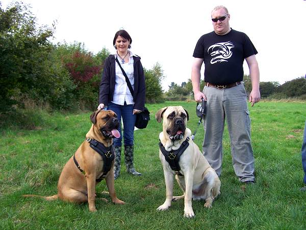 Exclusive Luxurious Handcrafted Padded Leather Dog Harness Perfect for your Bullmastiff H10_1