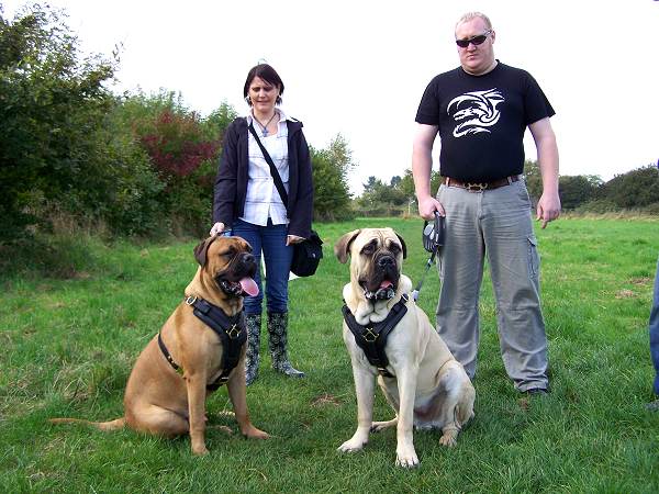 Bullmastiff Size Chart