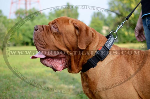 Nylon Dog Collar with quick release buckle