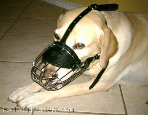 Duke Labrador looks amazing in our Basket Wire Dog Muzzle Light - M4light - Click Image to Close