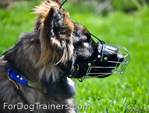 Kastle is delightful in Basket Dog Muzzles (All Sizes) - Click Image to Close
