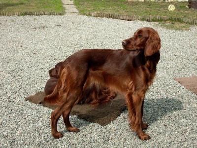 Irish Setter Width Chart