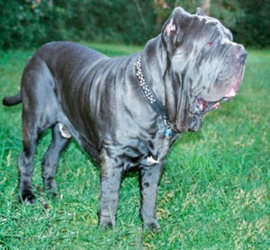 Neapolitan Mastiff Size Chart