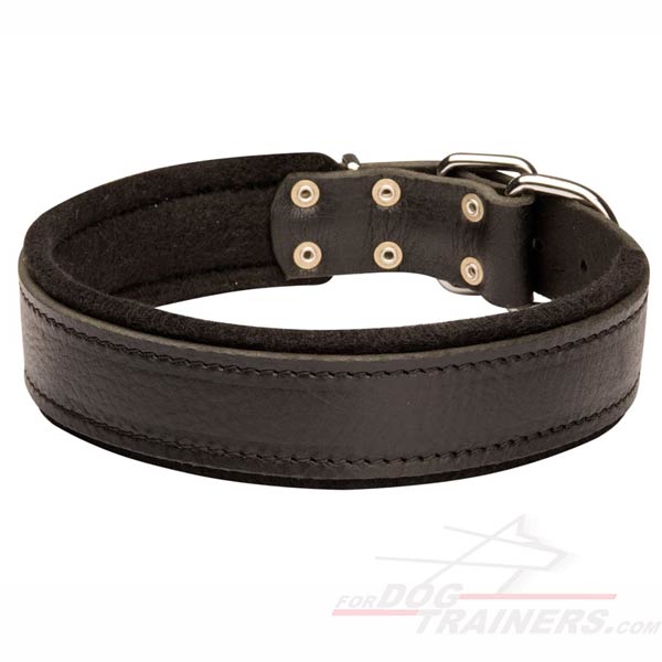 Padded Leather Dog Collar