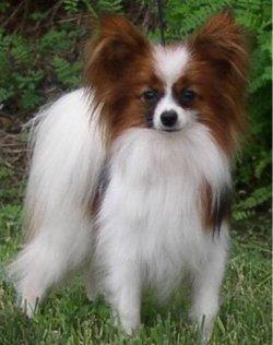 Papillon Dog Size Chart