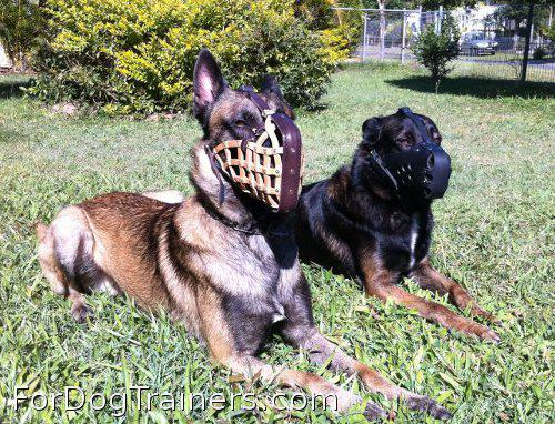 Restless dog in Police Style Muzzle - Click Image to Close