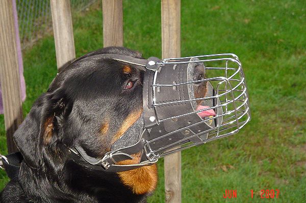 Basket wire dog muzzle with full around snout padding perfect for Rottweiler - M90 - Click Image to Close