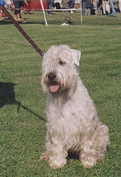 Wheaten Terrier Size Chart