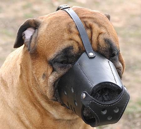 Everyday Bullmastiff Leather dog muzzle - product code M51 - Click Image to Close