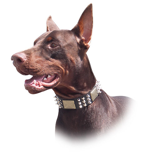 Doberman Dog Leather Collar - C86 (old brass massive plates +6 nickel spikes + 3 pyramids)40% DISCOUNT