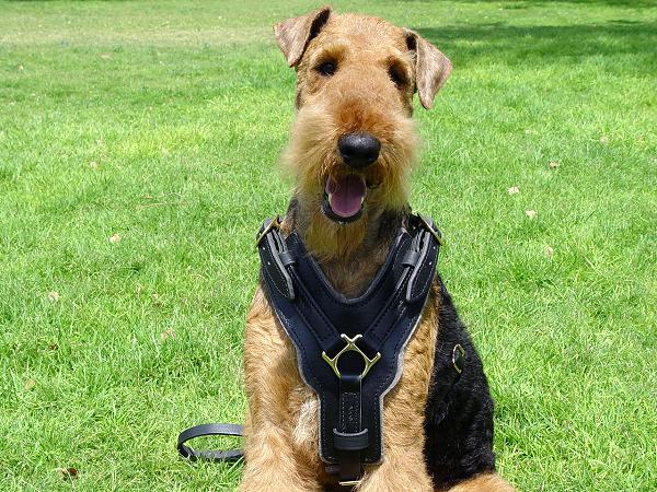 Training Leather Airedale Terrier Harness