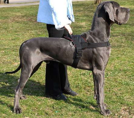 Nylon multi-purpose dog harness for tracking/pulling great dane