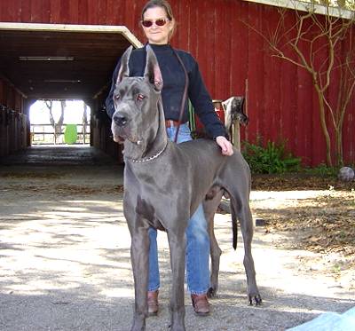 Great Dane Size Chart