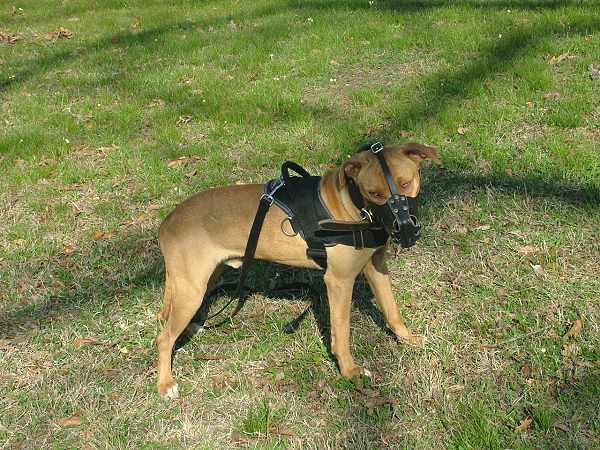harness with muzzle