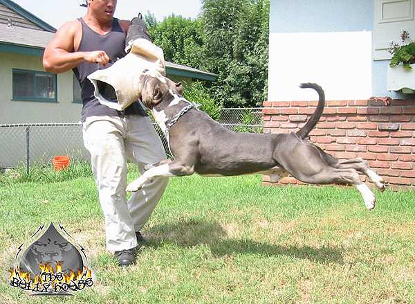 Bite Dog Sleeve for Schutzhund Training with Tri-Level Bite Bar - 25% DISCOUNT