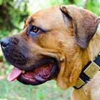 Gorgeous War Leather Cane Corso Collar - Like in the Movies