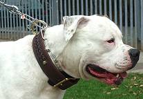 Boomer wearing our Gorgeous Wide 2 Ply Leather Dog Collar - Fashion Exclusive Design