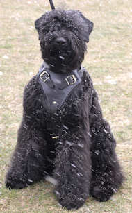 Tracking,custom Leather Dog Harness for black russian terrier