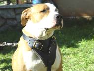 Agitation / Protection / Attack Leather Dog Harness Perfect For Your Amstaff