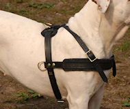 Best Argentine Dogo Harness- Tracking/Pulling Front Padded Leather Dog Harness