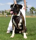 Best Agitation / Protection / Attack Leather Dog Harness Perfect For Your Boxer H1