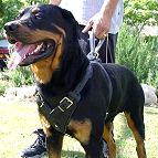 Agitation Leather Dog Harness Padded_26