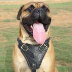 Agitation Leather Dog Harness Padded_28