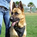 Agitation Leather Dog Harness Padded_34