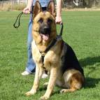 Agitation Leather Dog Harness Padded_51