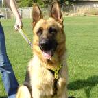 German Shepherd Leather Dog Tracking Harness