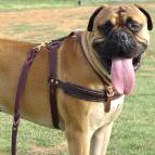 Tracking / Pulling / Agitation Leather Dog Harness For Bullmastiff H5