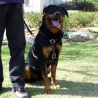 Luxury handcrafted leather dog harness made To Fit Rottweiler H7