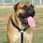 Agitation Leather Dog Harness Padded_69