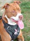 Agitation Training Leather Dog Harness