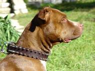 Wide Leather Pitbull Collar with 2 Rows of Silvery Spikes