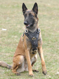 Exclusive Luxurious Handcrafted Padded Leather Dog Harness Malinois