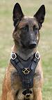 Exclusive Luxurious Handcrafted Padded Leather Dog Harness Perfect for your Malinois H10