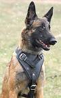 Agitation / Protection / Attack Leather Dog Harness Perfect For Your Malinois H1