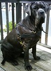 Neo wearing our exclusive Tracking / Pulling / Agitation Leather Dog Harness For Mastiff H5