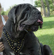 Mastino Royal Dog Harness-Exclusive Design Leather dog Harness