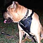 Agitation / Protection / Attack Leather Dog Harness Perfect For Your Bullmastiff H1