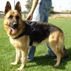 German Shepherd Nylon Dog Tracking Harness