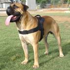 All Weather dog harness for tracking / pulling Designed to fit Bullmastiff-H6