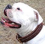 Odin wearing our Gorgeous Wide 2 Ply Leather Dog Collar - Fashion Exclusive Design