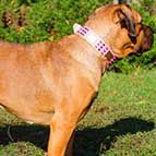 Pink Leather Cane Corso Collar Spiked and Studded