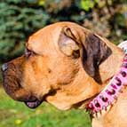 Pink Leather Cane Corso Collar Adorned with Spikes and Studs