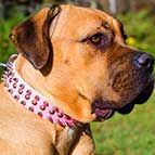 Pink Leather Cane Corso Collar with 2 Rows of Spikes +1 Row of Old Brass Small Studs