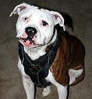 Exclusive Luxurious Handcrafted Padded Leather Dog Harness Perfect for your Pit bull H10