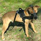 Well Fitting Leather Dog Muzzle for Pitbull Agitation Training