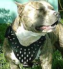 Spiked Walking dog harness made of leather And Created To Fit Pitbull and similar breeds - product code H9_1